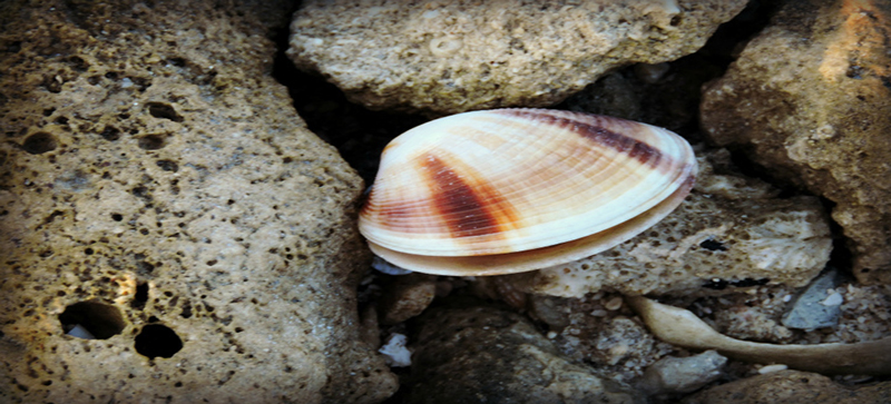 Mollusca Examples Phylum Mollusca